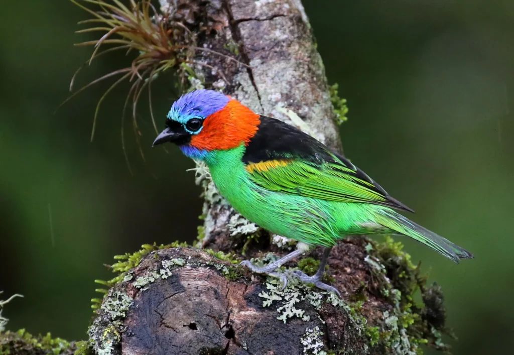 Red Necked Tanager 24