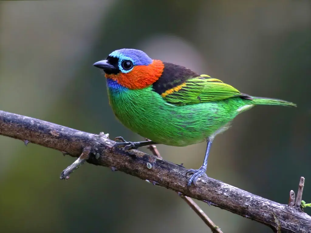 Red Necked Tanager 25