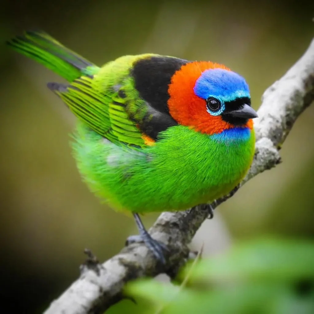 Red Necked Tanager 26