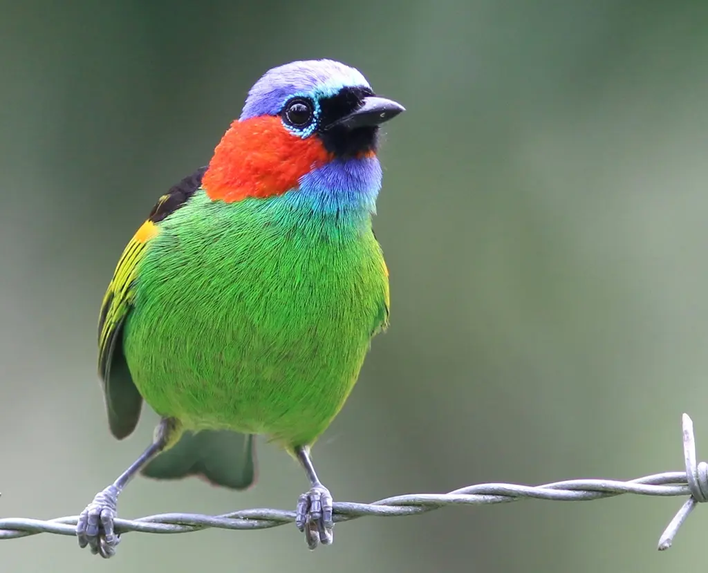 Red Necked Tanager 27