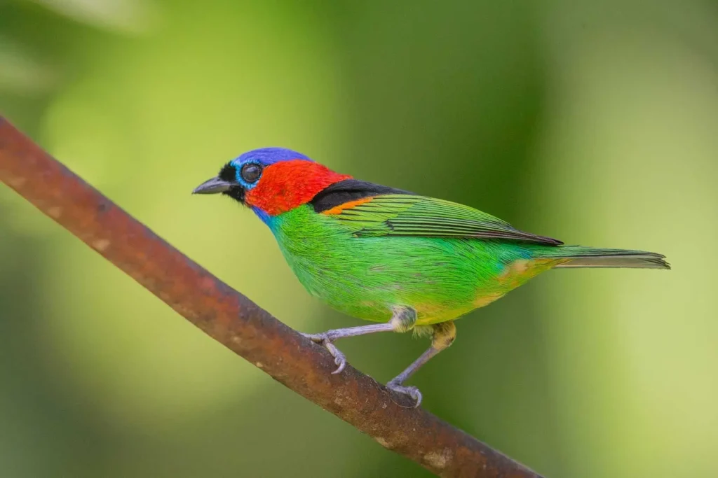 Red Necked Tanager 28