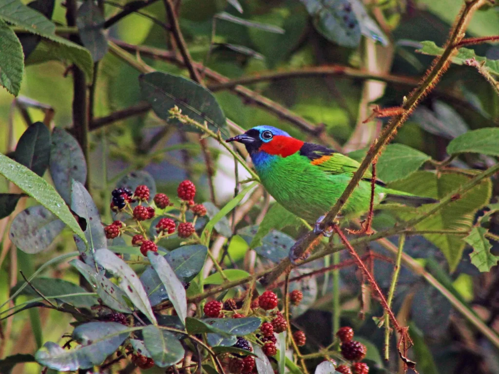 Red Necked Tanager 3