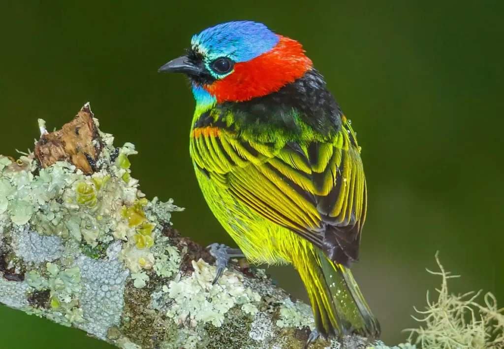 Red Necked Tanager 4