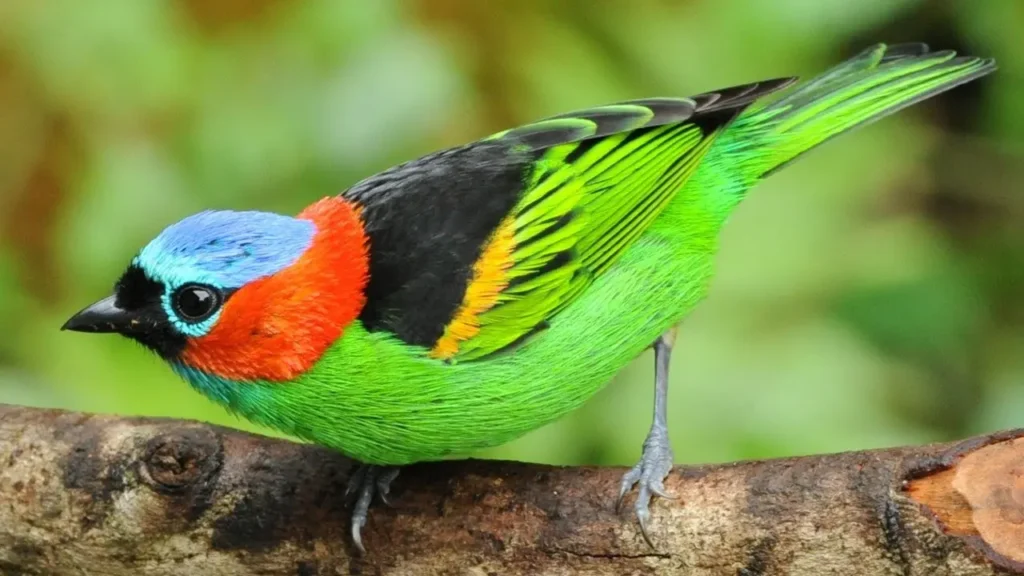 Red Necked Tanager 5