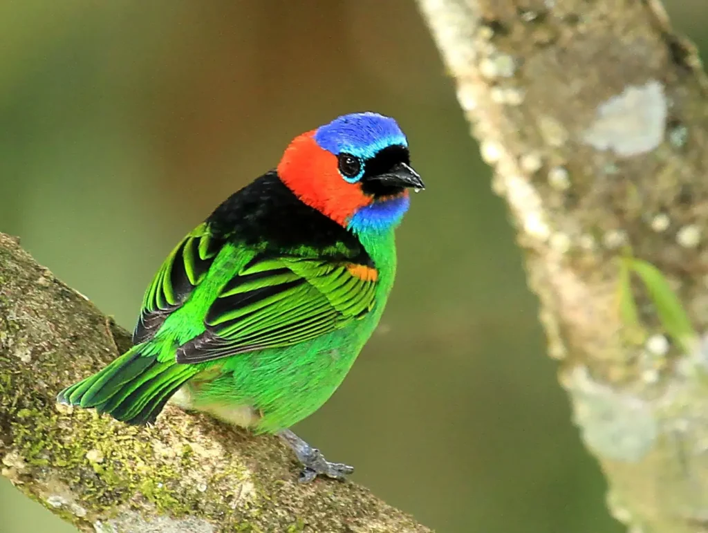 Red Necked Tanager 6