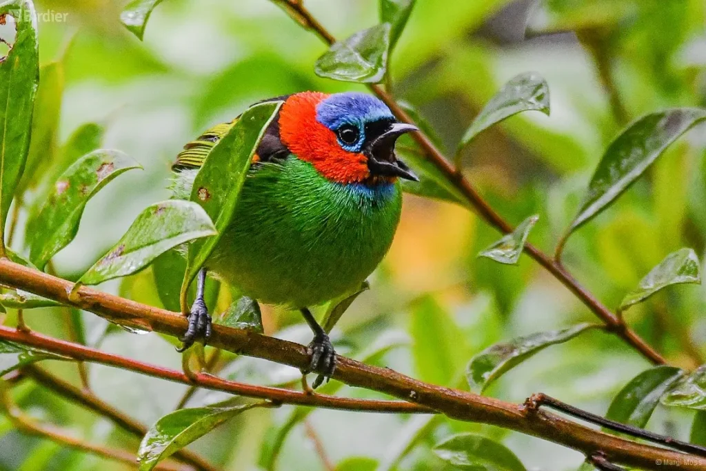 Red Necked Tanager 8