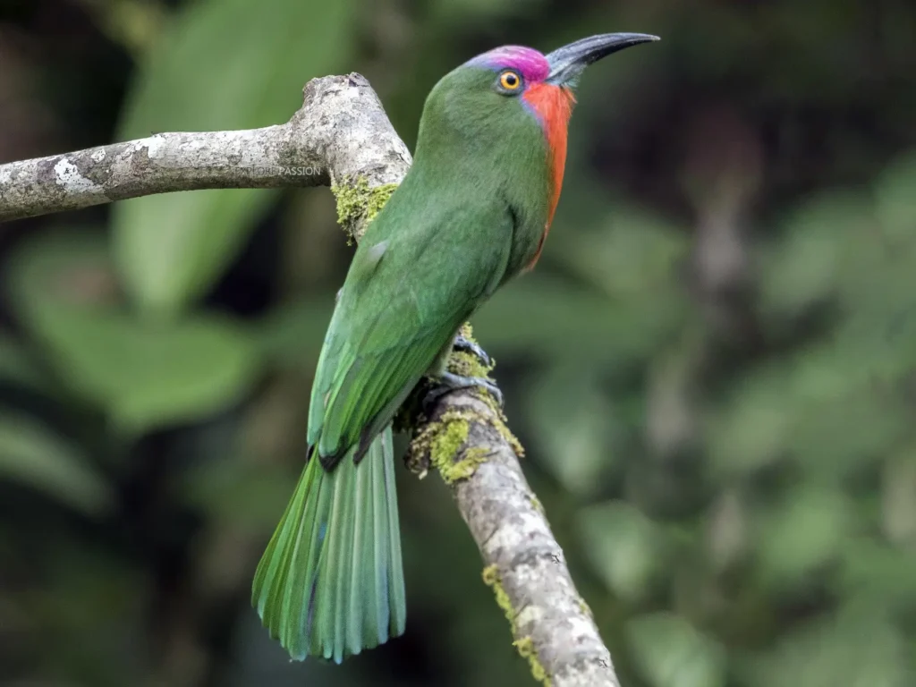 Red-bearded Bee Eater 1