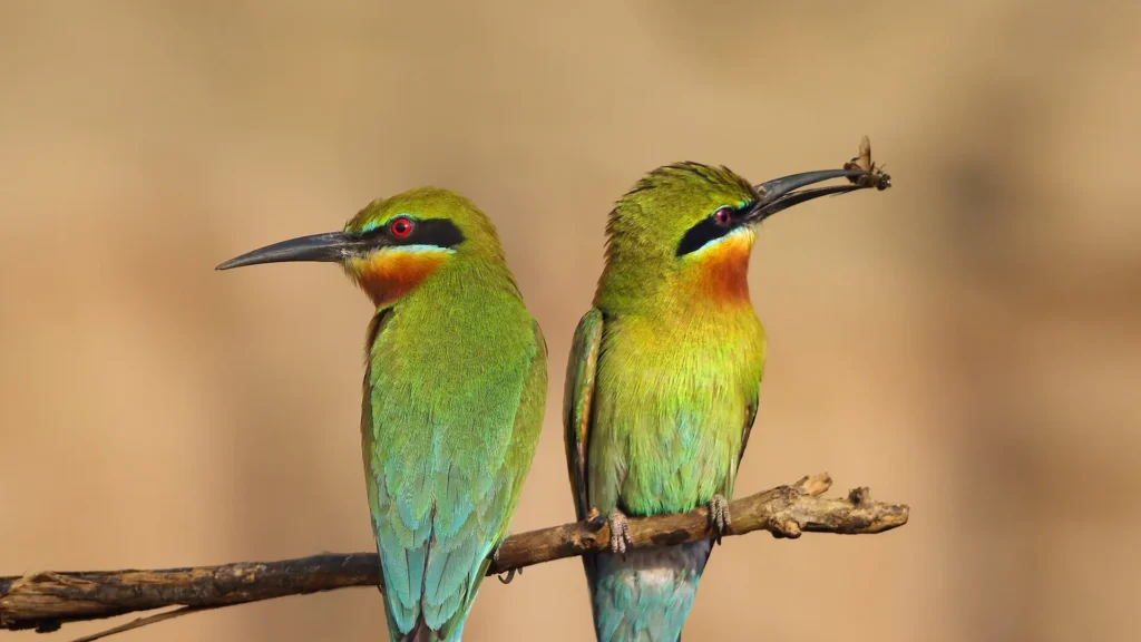 Red-bearded Bee Eater 13