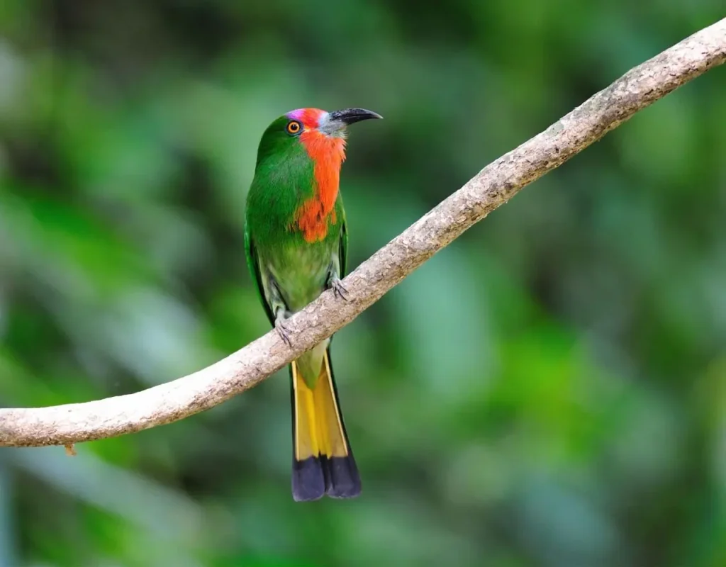 Red-bearded Bee Eater 15