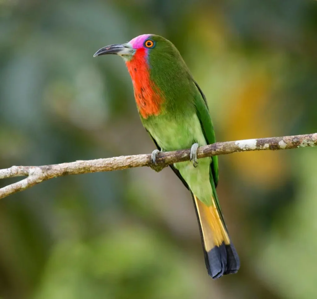 Red-bearded Bee Eater 17