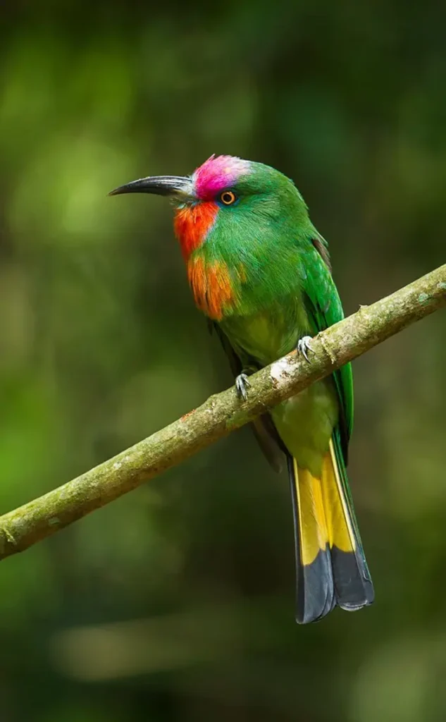 Red-bearded Bee Eater 24