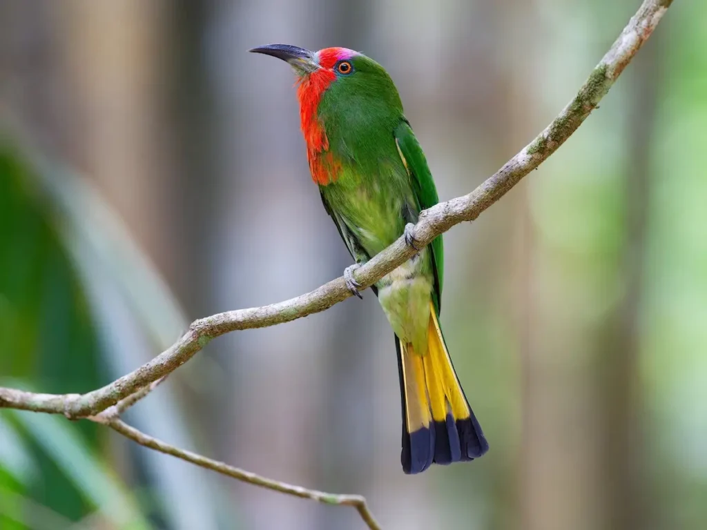 Red-bearded Bee Eater 4