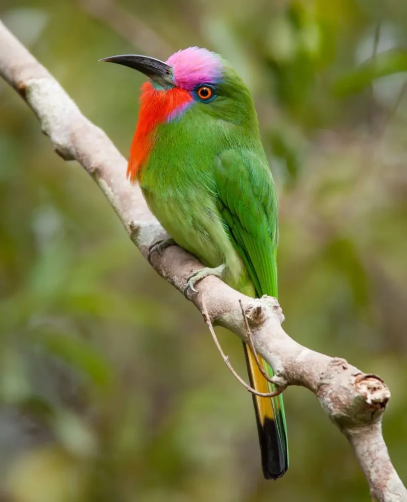 Red-bearded Bee Eater 8