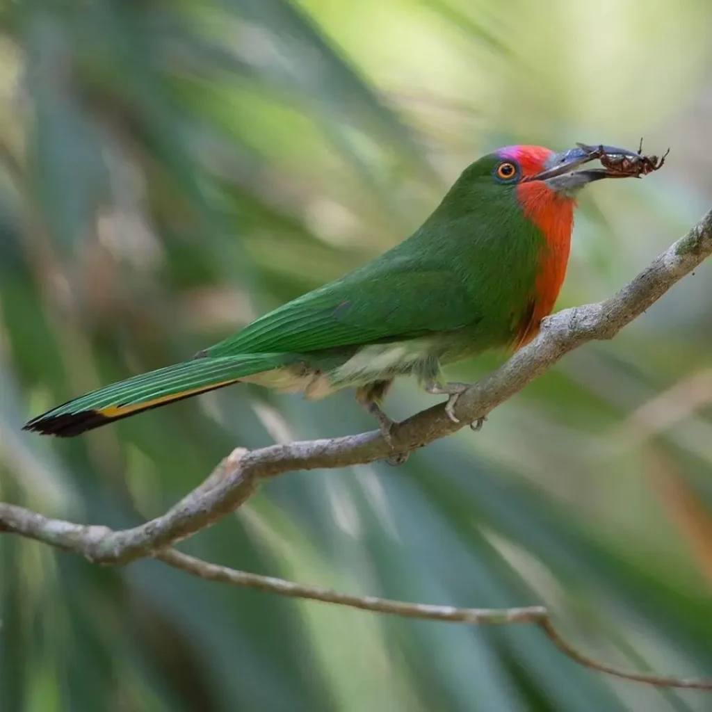 Red-bearded Bee Eater 9