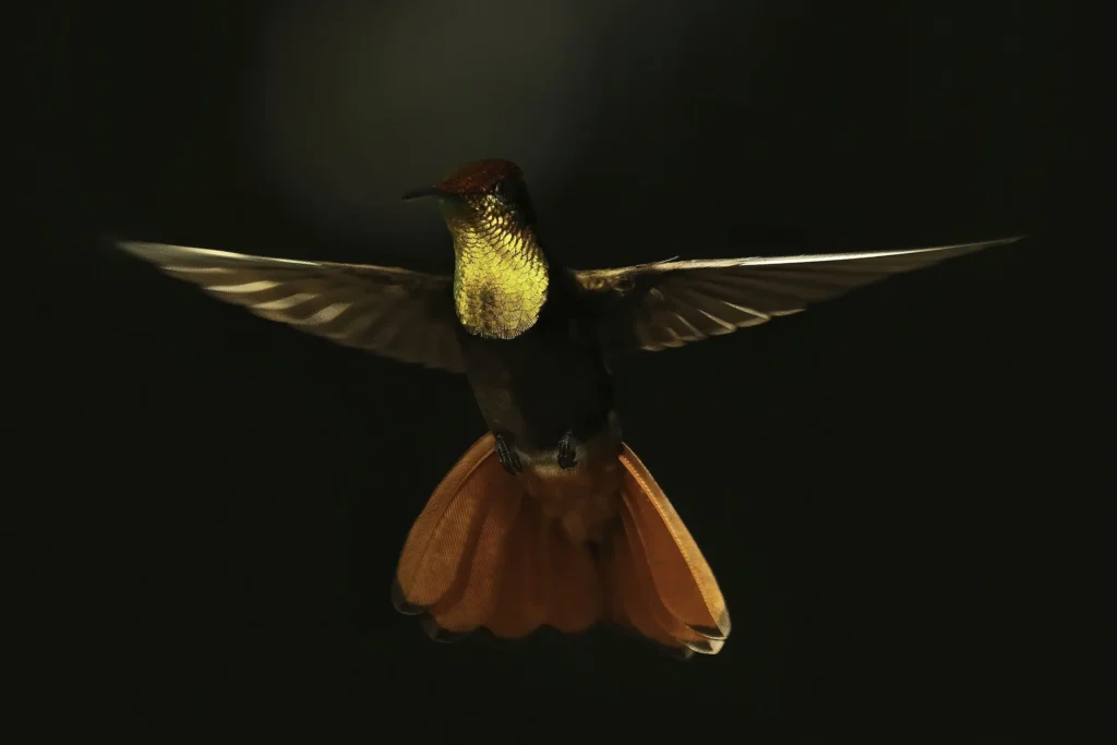 Ruby-topaz Hummingbird 10