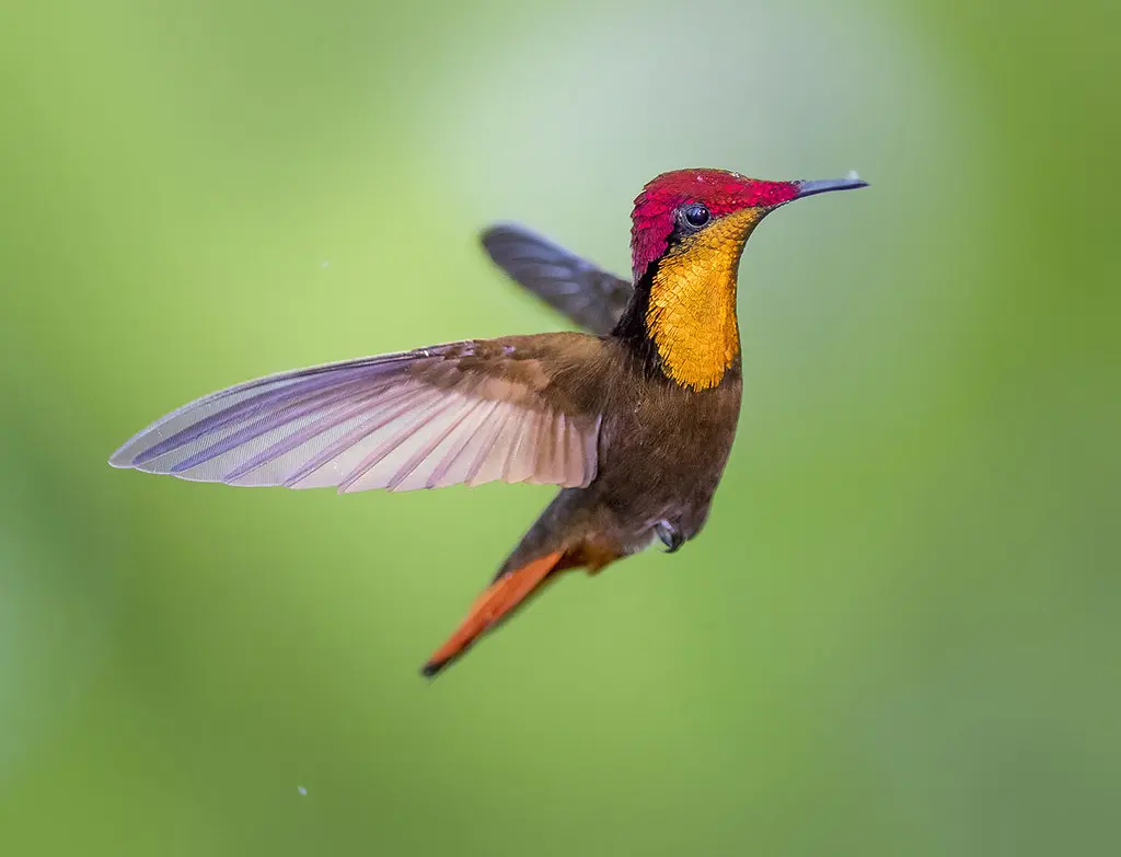 Ruby-topaz Hummingbird 11
