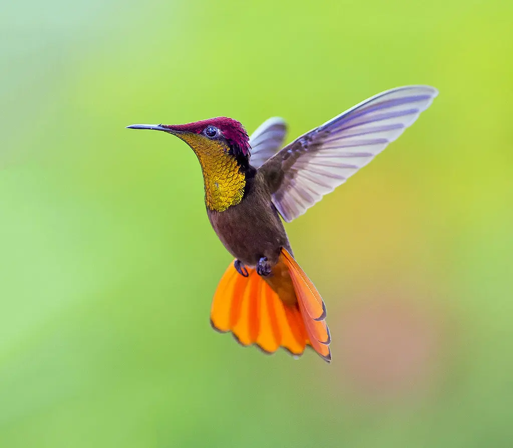 Ruby-topaz Hummingbird 12