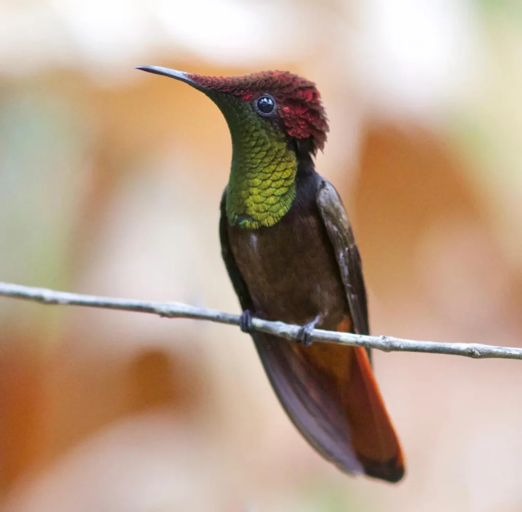 Ruby-topaz Hummingbird 13