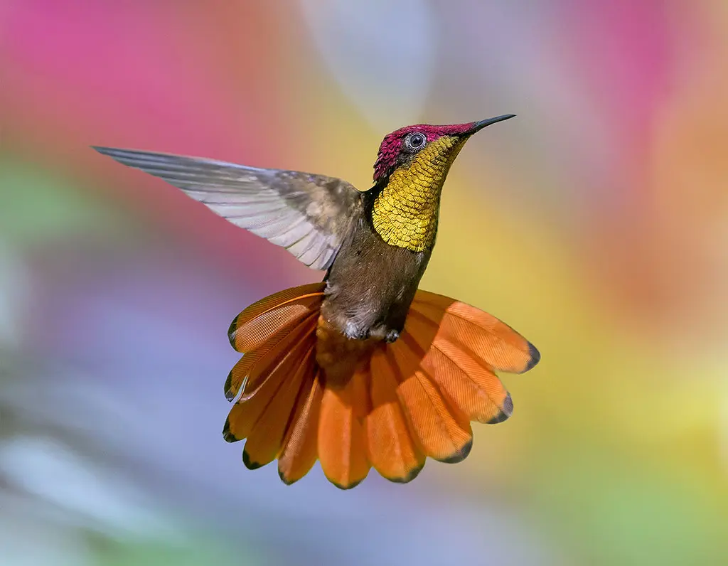 Ruby-topaz Hummingbird 14