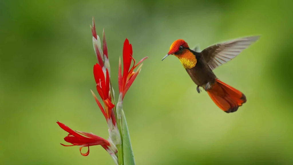 Ruby-topaz Hummingbird 15