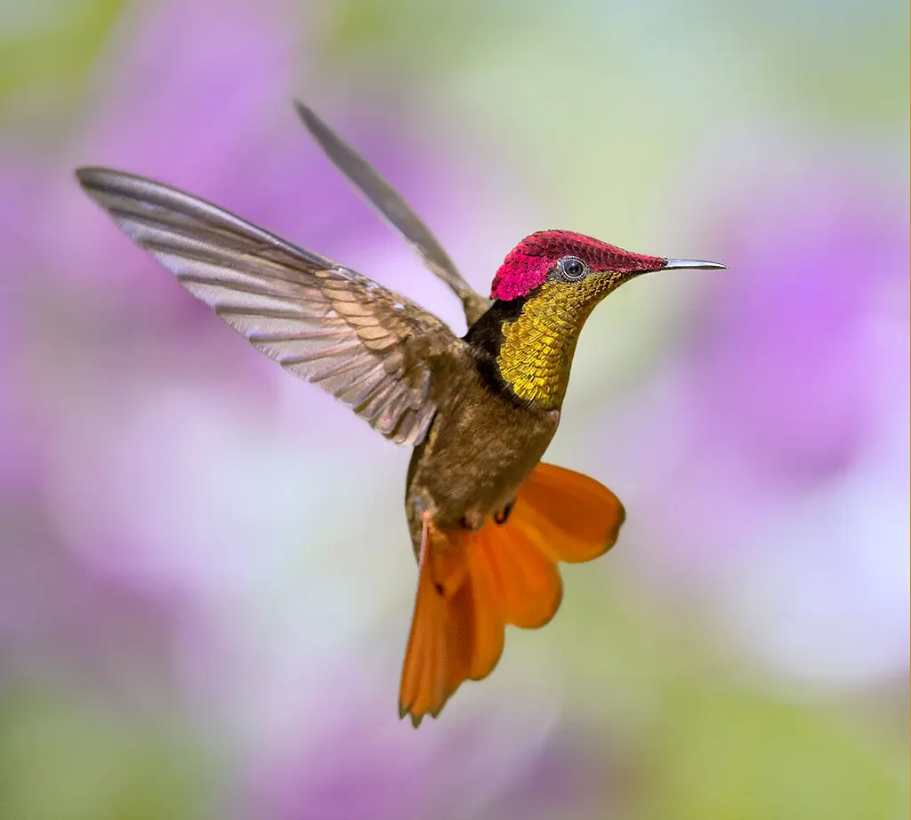 Ruby-topaz Hummingbird 16