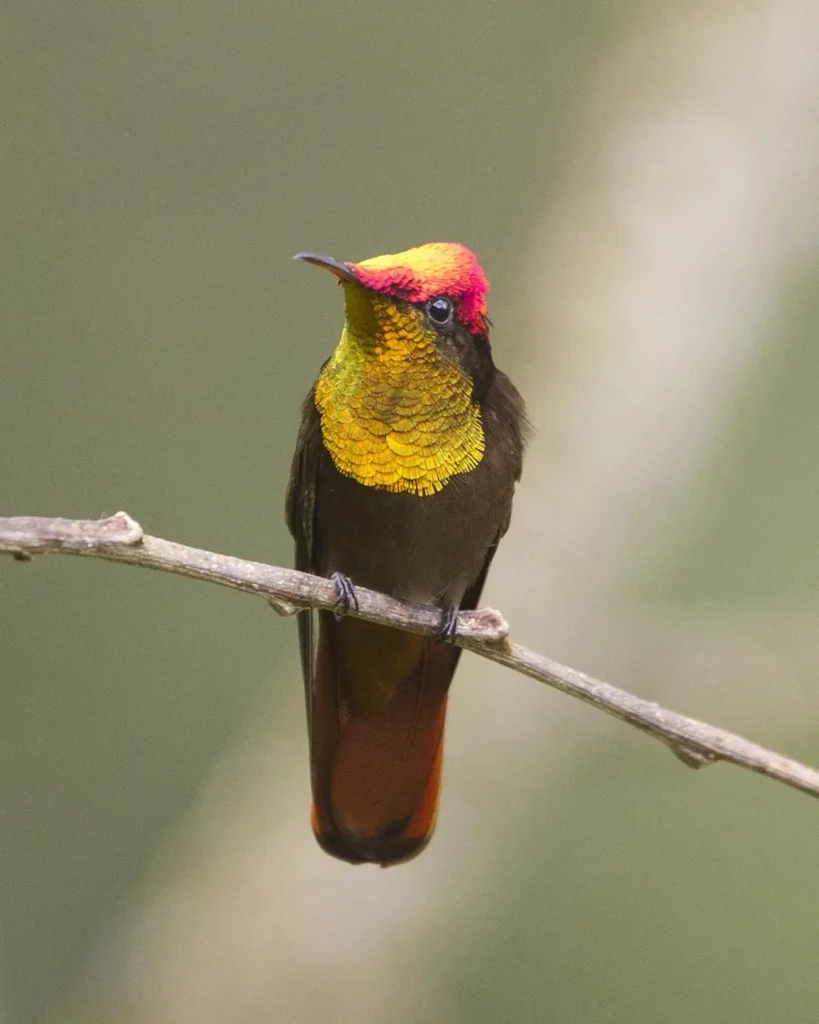 Ruby-topaz Hummingbird 17