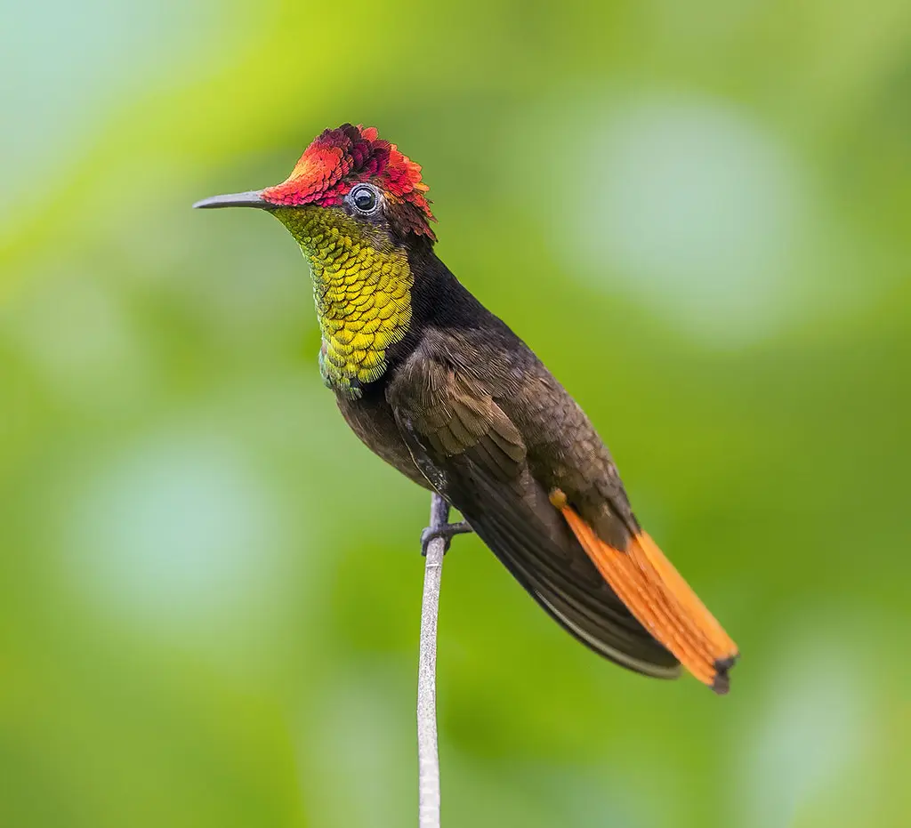Ruby-topaz Hummingbird 19
