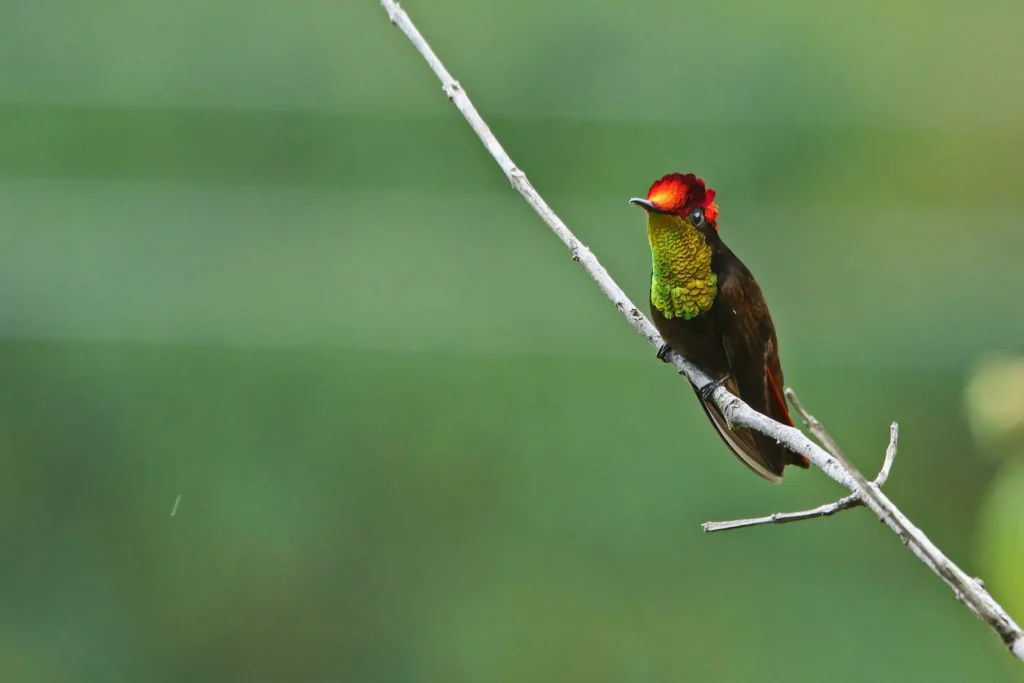 Ruby-topaz Hummingbird 20