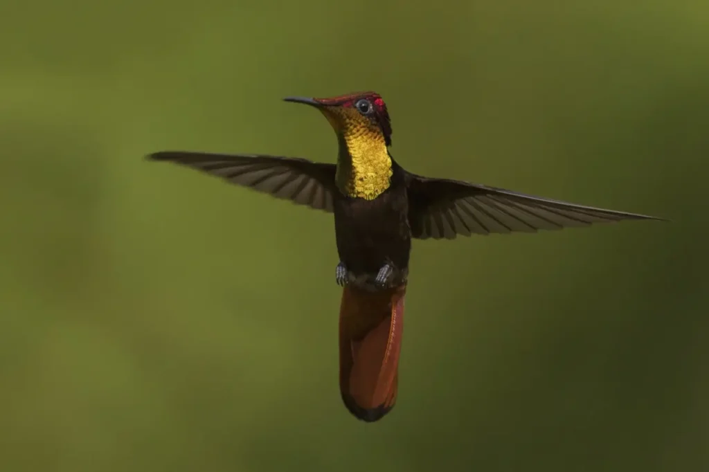 Ruby-topaz Hummingbird 21