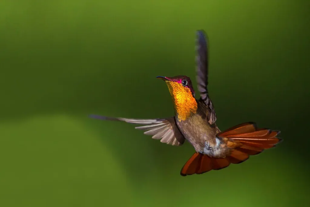 Ruby-topaz Hummingbird 22