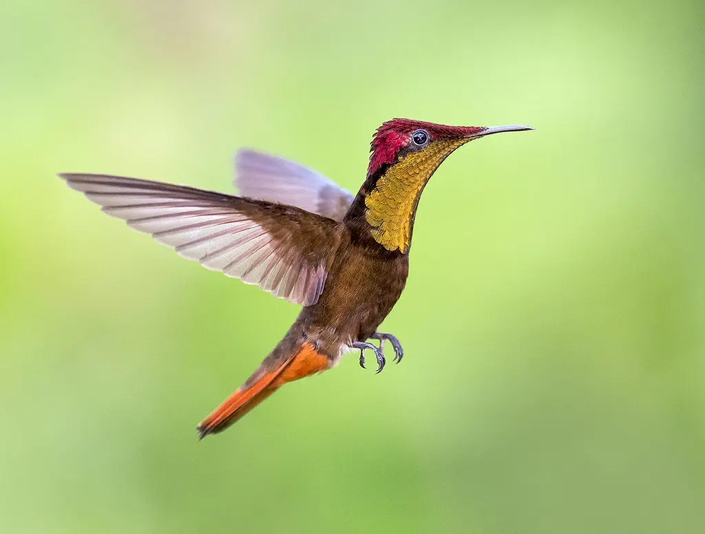 Ruby-topaz Hummingbird 23