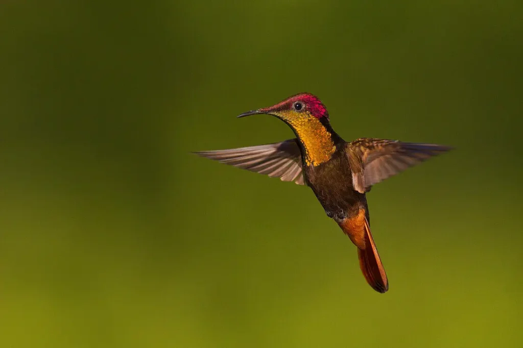 Ruby-topaz Hummingbird 24