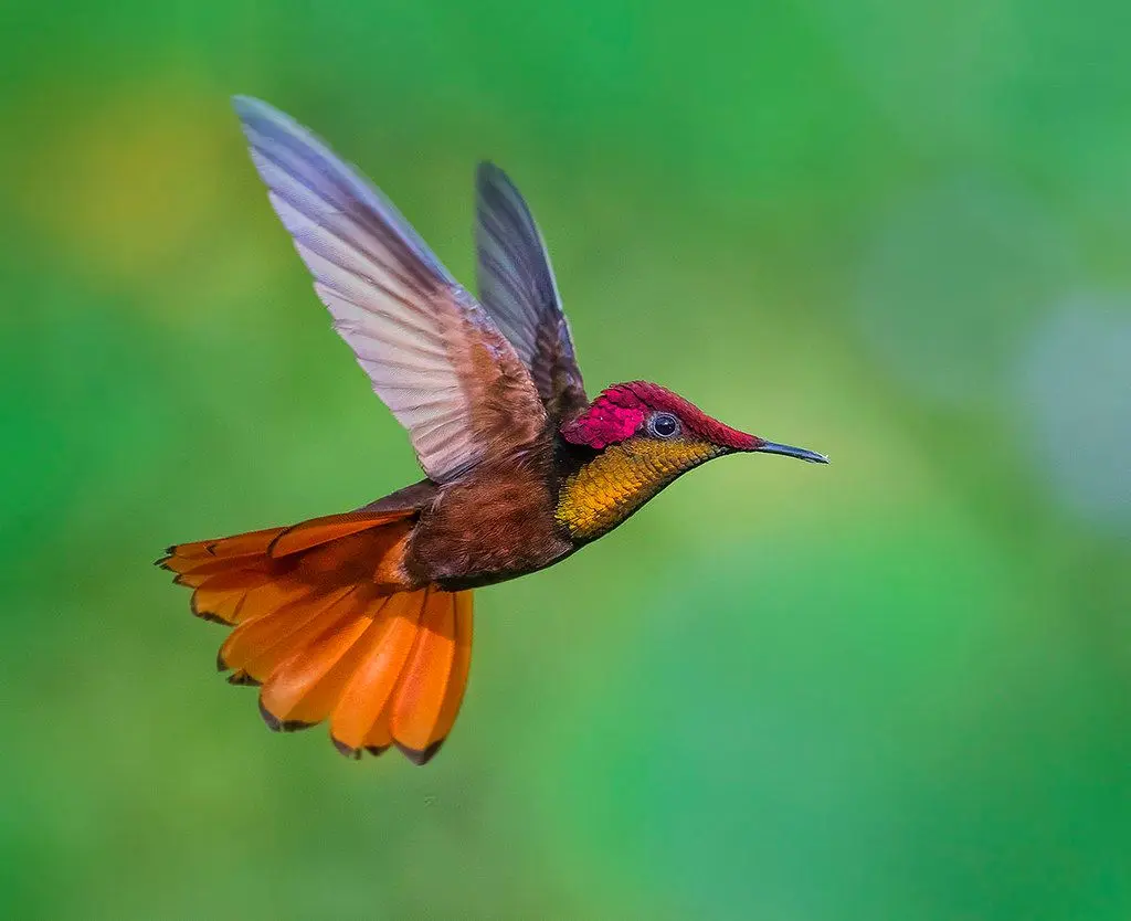Ruby-topaz Hummingbird 25