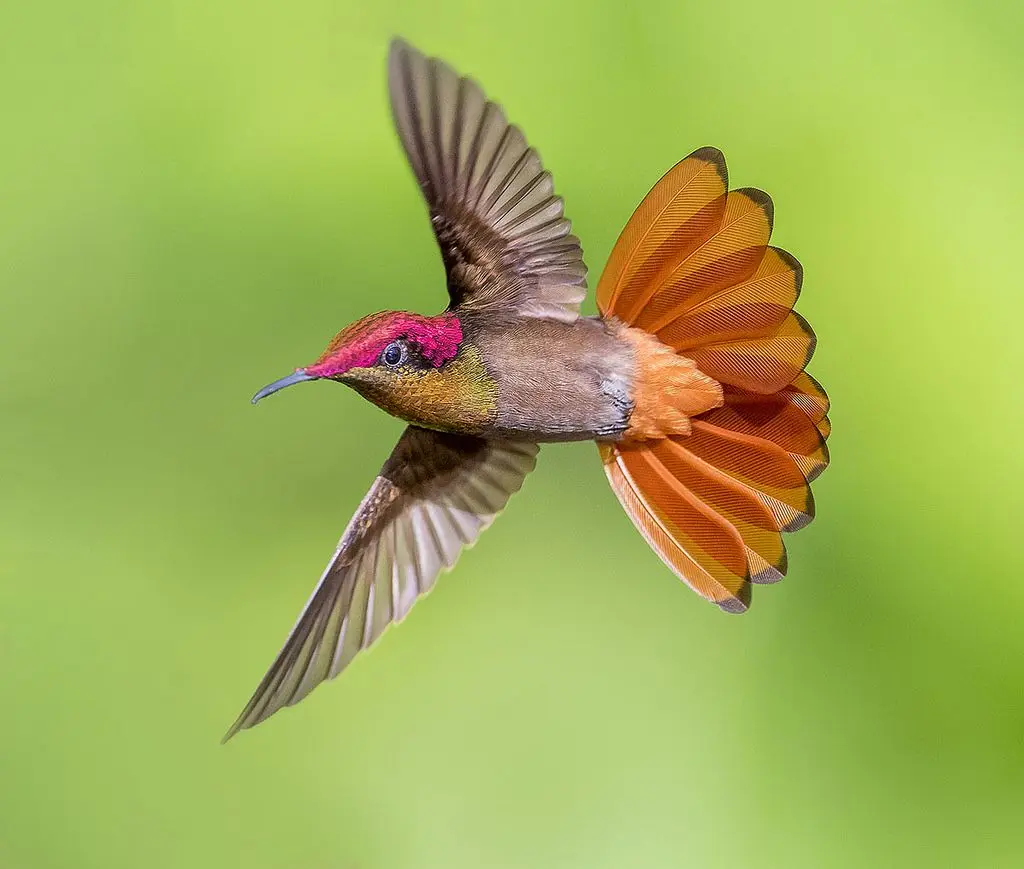 Ruby-topaz Hummingbird 27