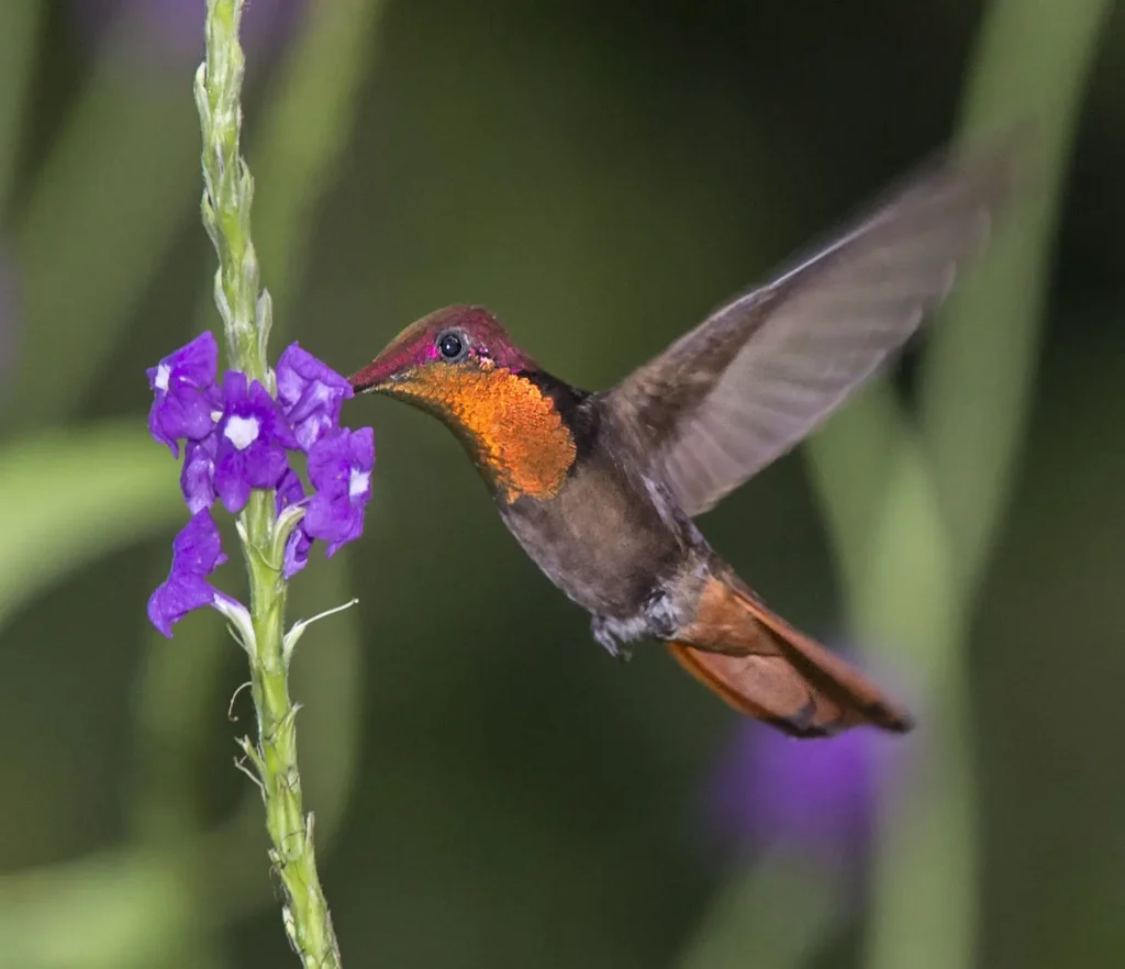 Ruby-topaz Hummingbird 28