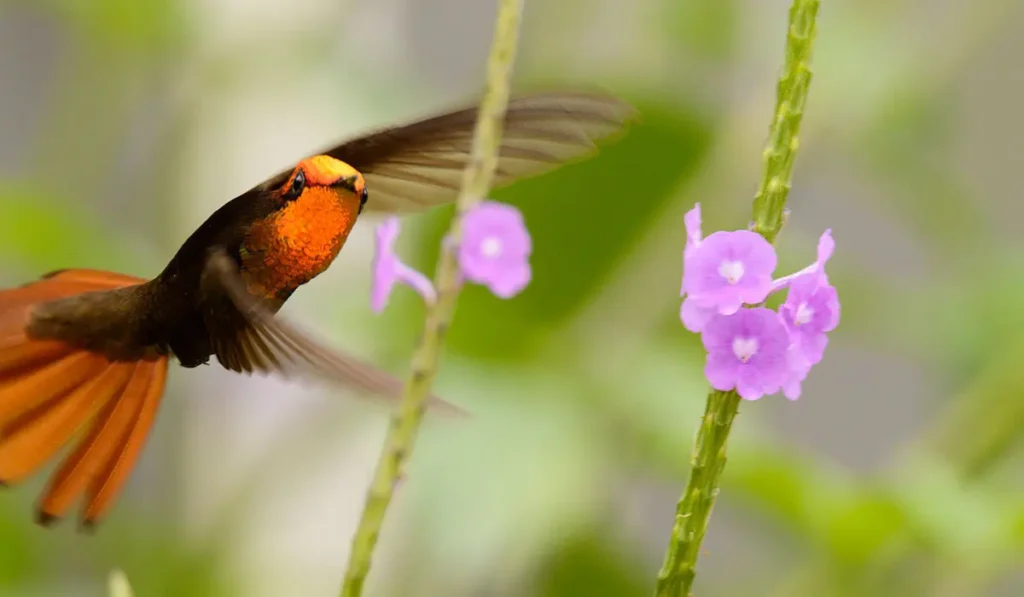 Ruby-topaz Hummingbird 30