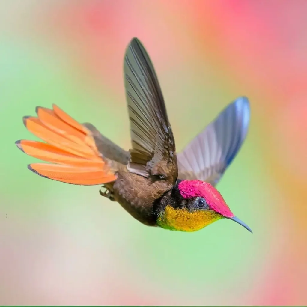 Ruby-topaz Hummingbird 31