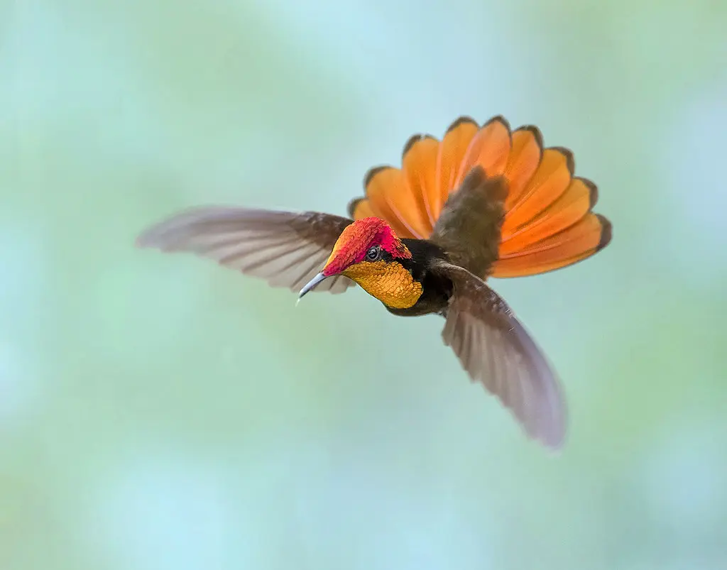 Ruby-topaz Hummingbird 32