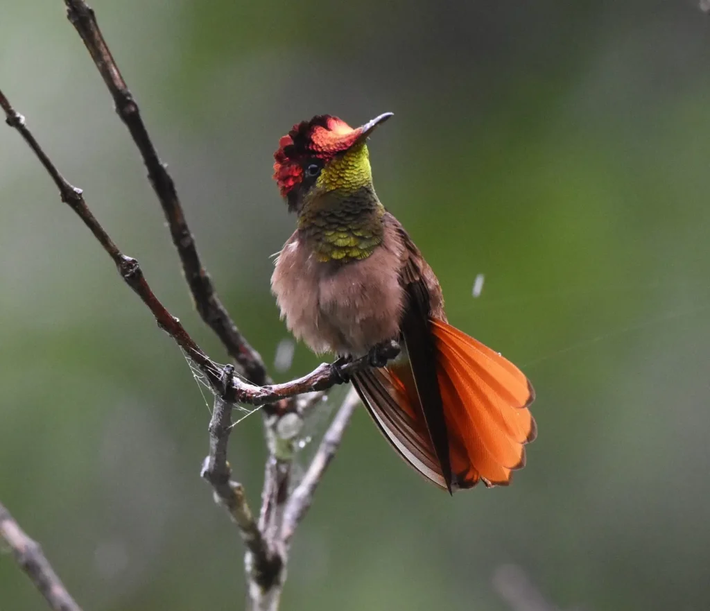 Ruby-topaz Hummingbird 34