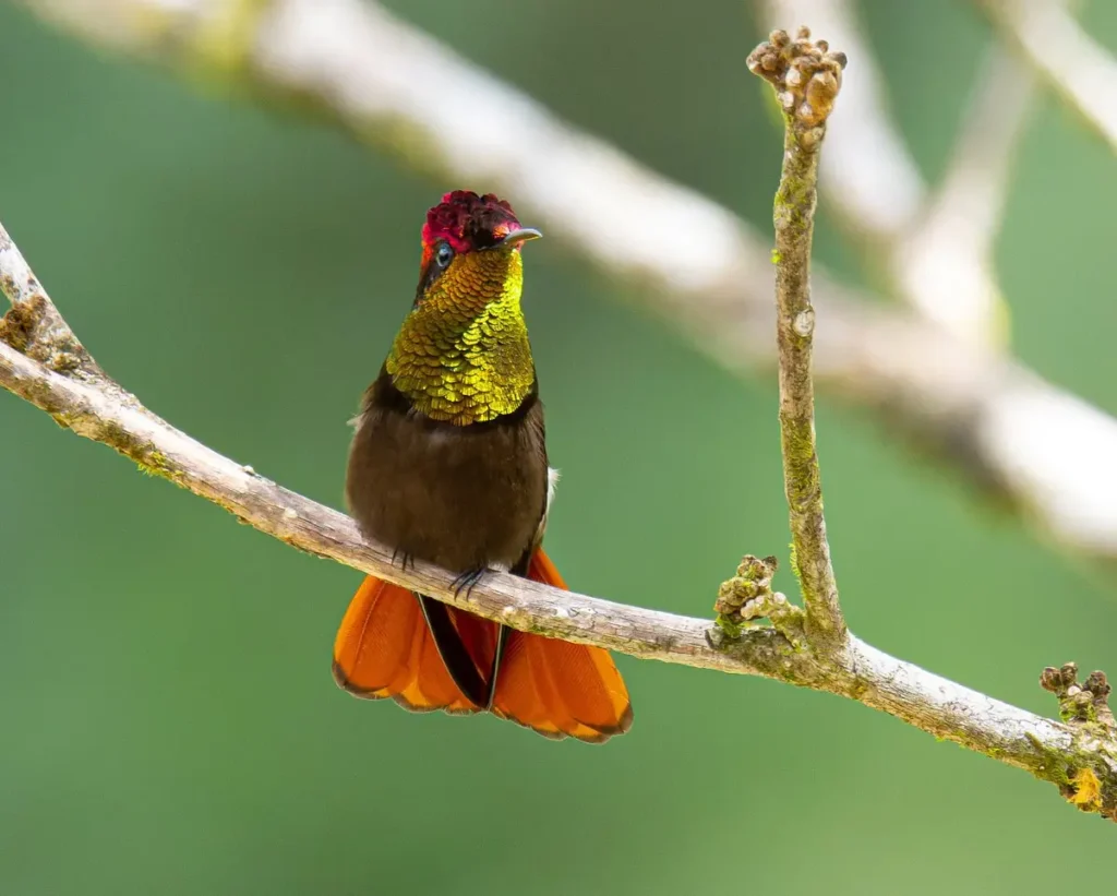 Ruby-topaz Hummingbird 35