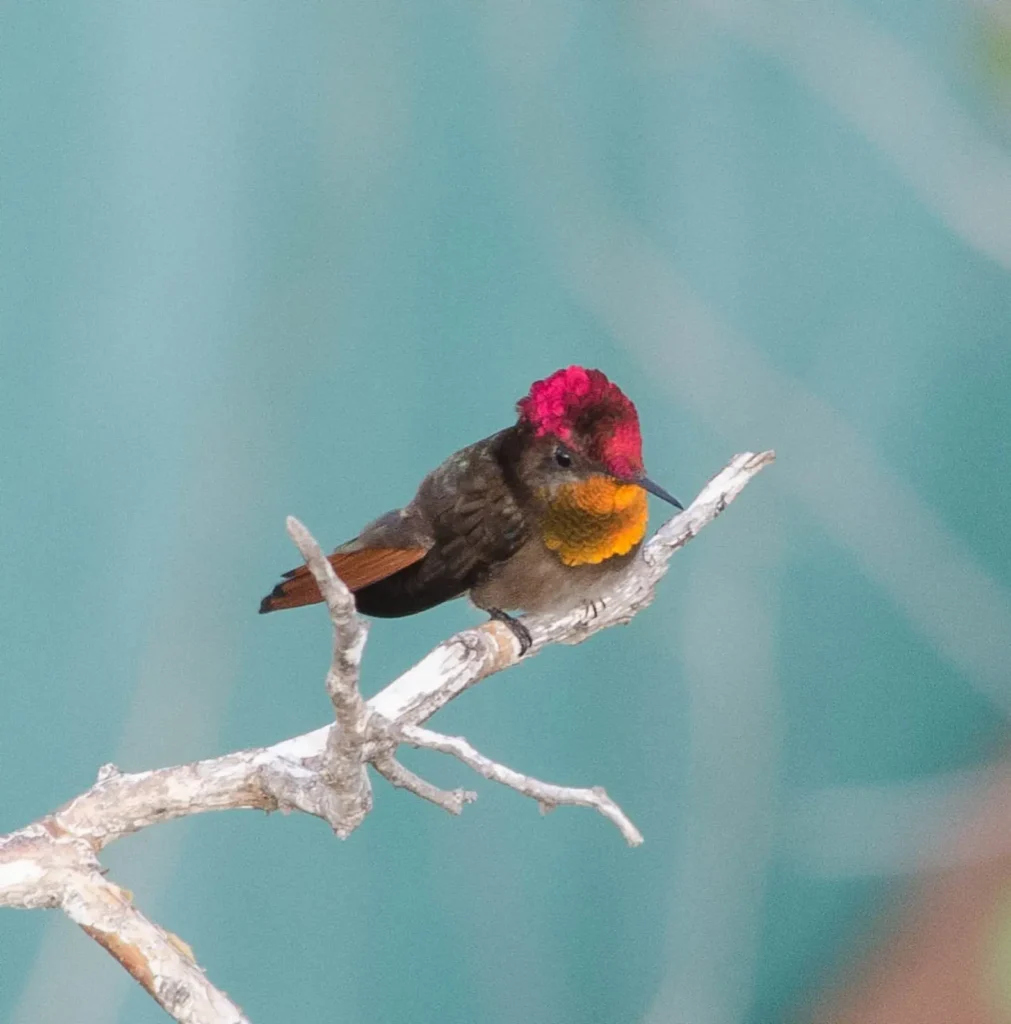 Ruby-topaz Hummingbird 36
