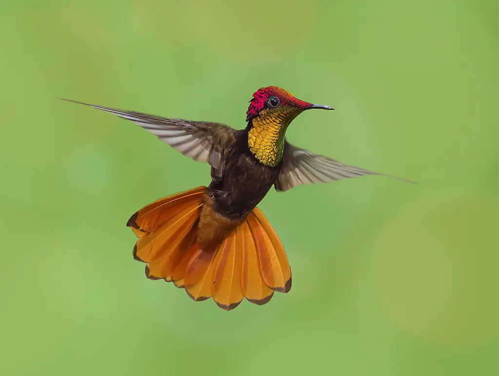 Ruby-topaz Hummingbird 4