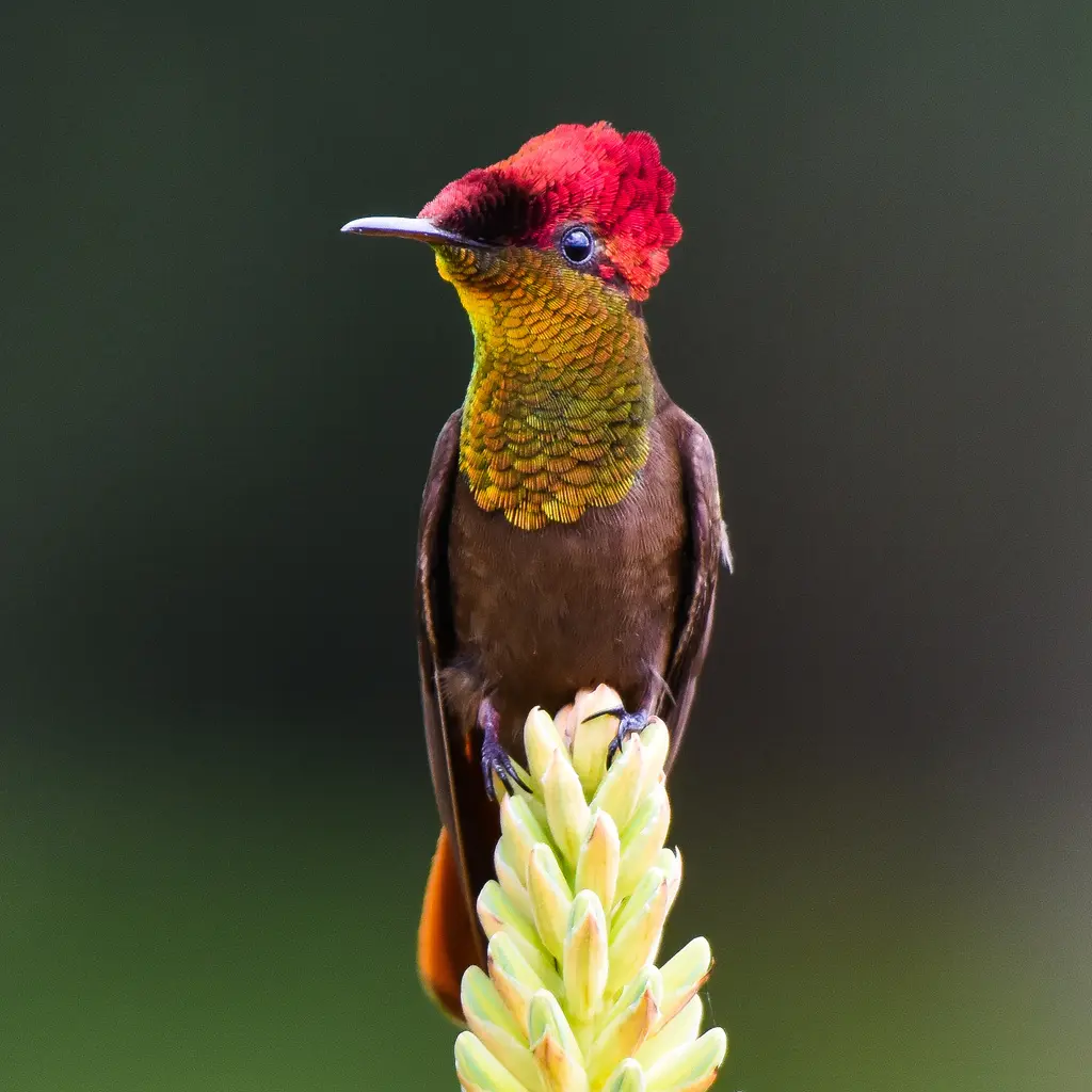 Ruby-topaz Hummingbird 5