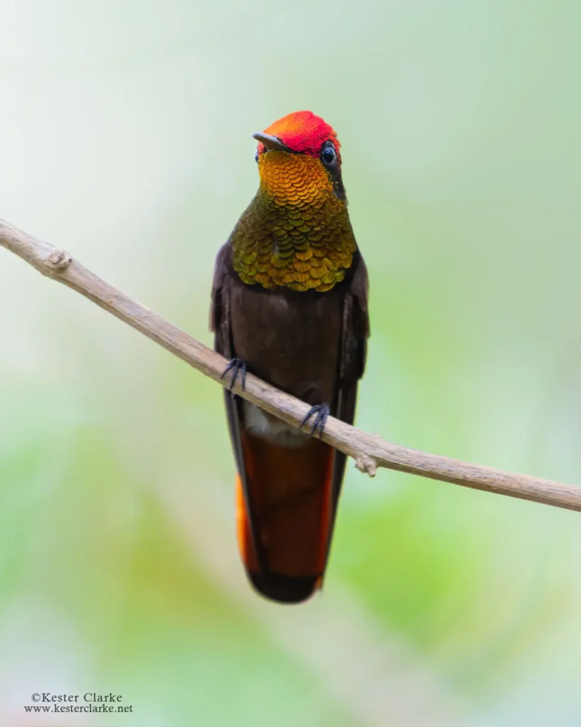 Ruby-topaz Hummingbird 6