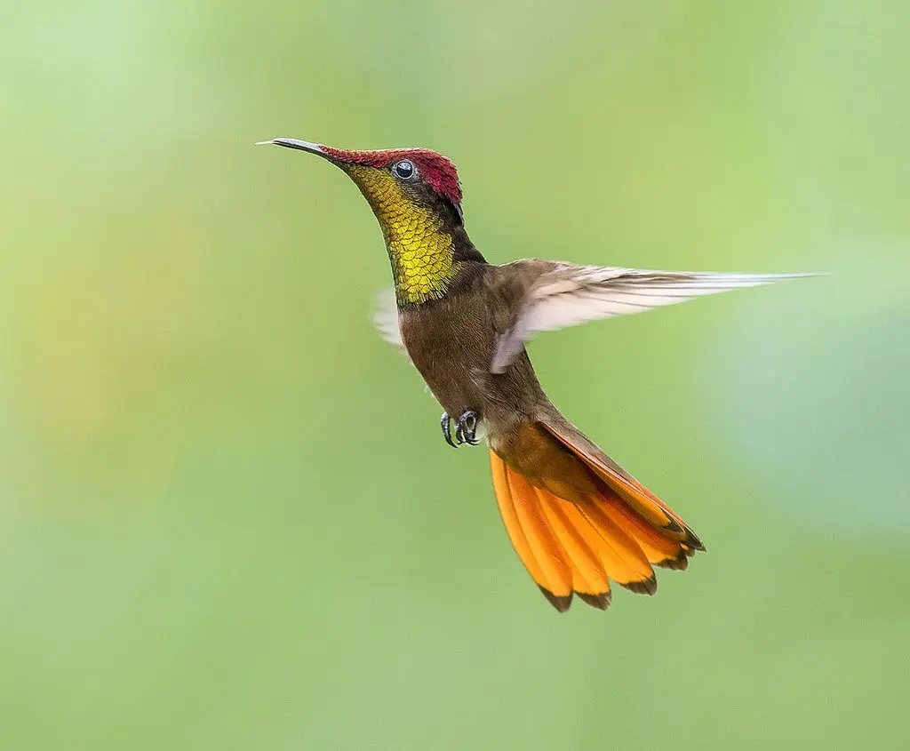 Ruby-topaz Hummingbird 7