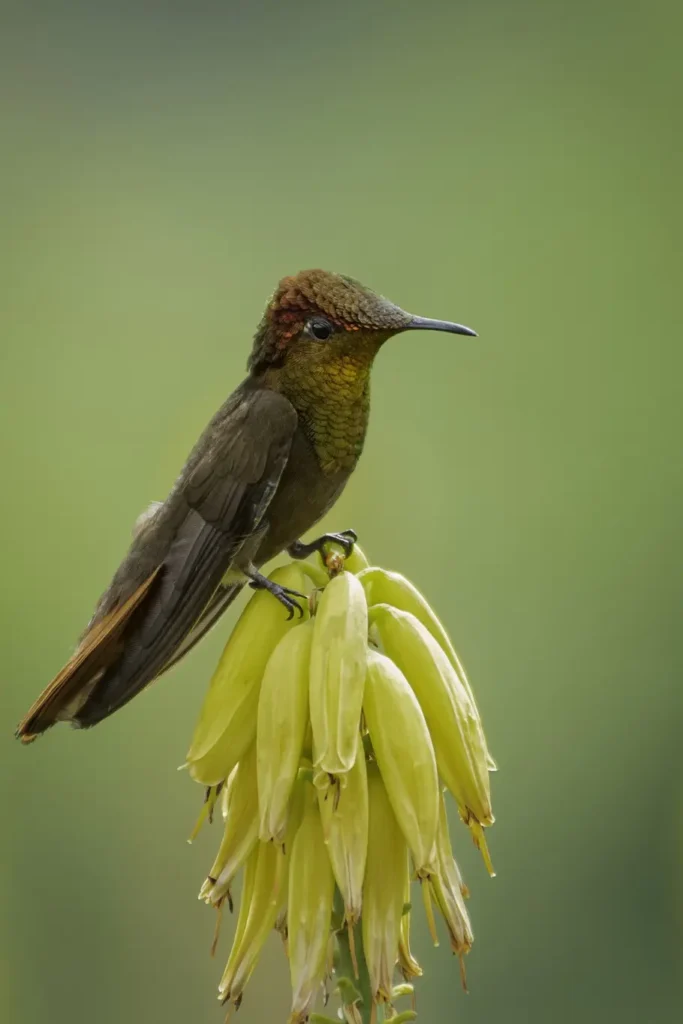 Ruby-topaz Hummingbird 8