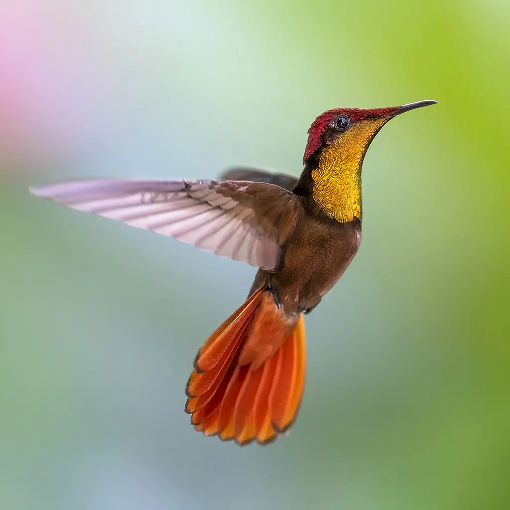 Ruby-topaz Hummingbird 9