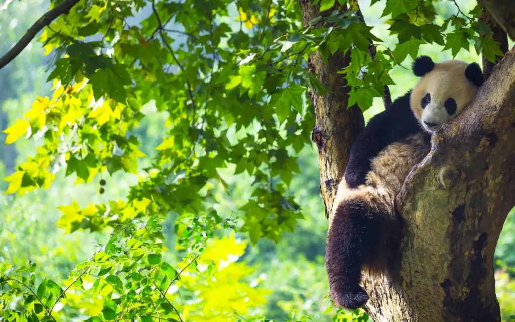 Sichuan Giant Panda Sanctuaries 0-0