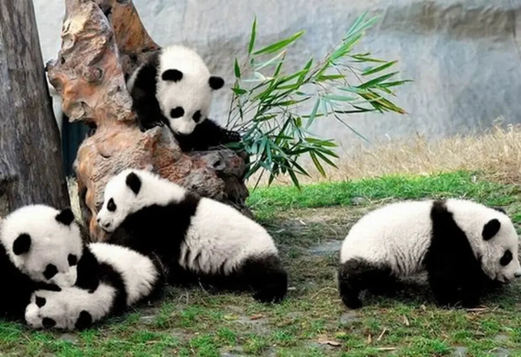 Sichuan Giant Panda Sanctuaries 0-1