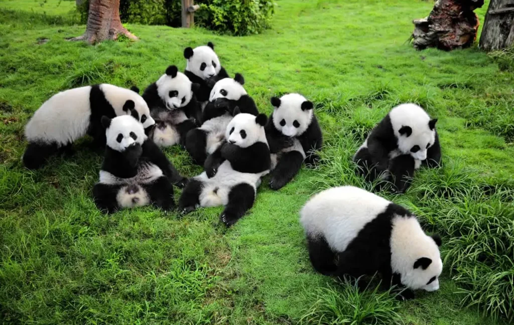 Sichuan Giant Panda Sanctuaries 0